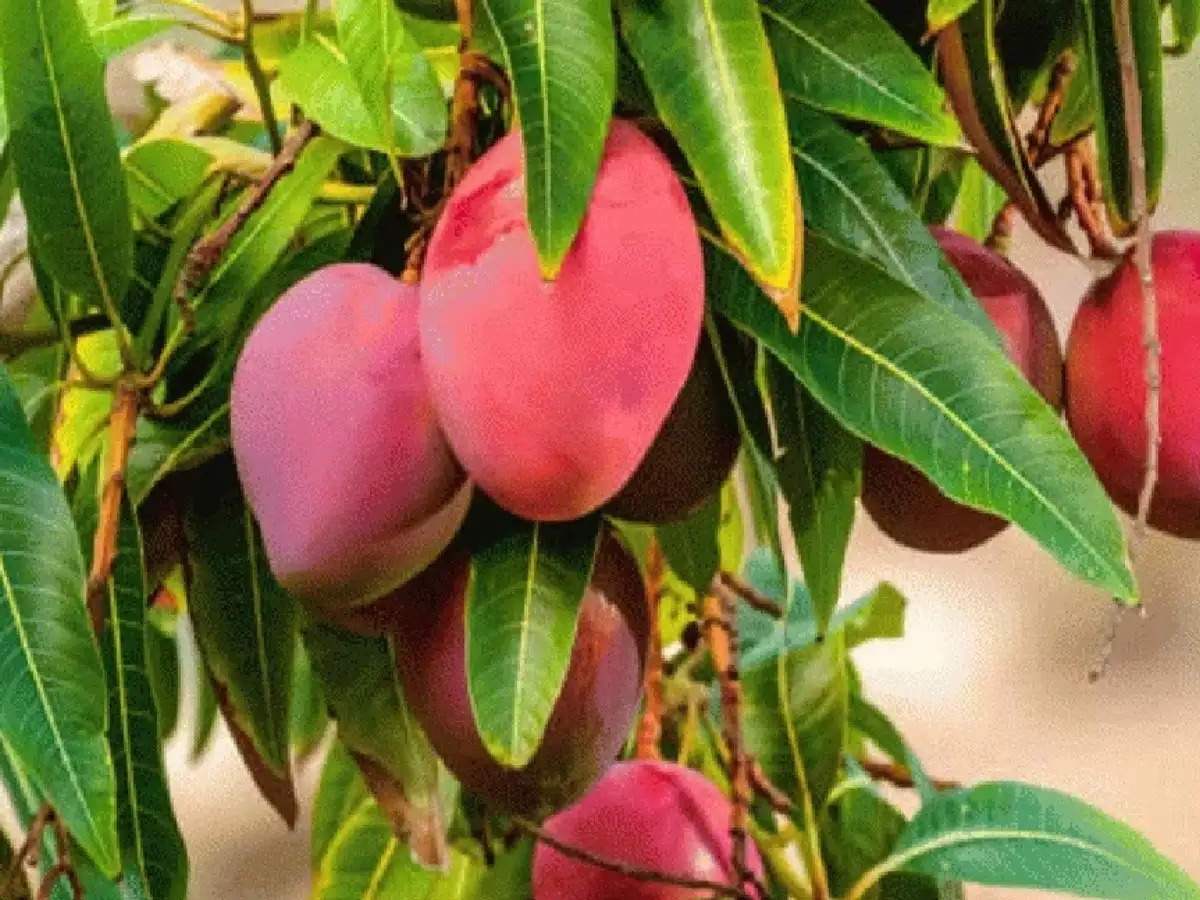 Mango price: World's most expensive mango, price will blow your mind