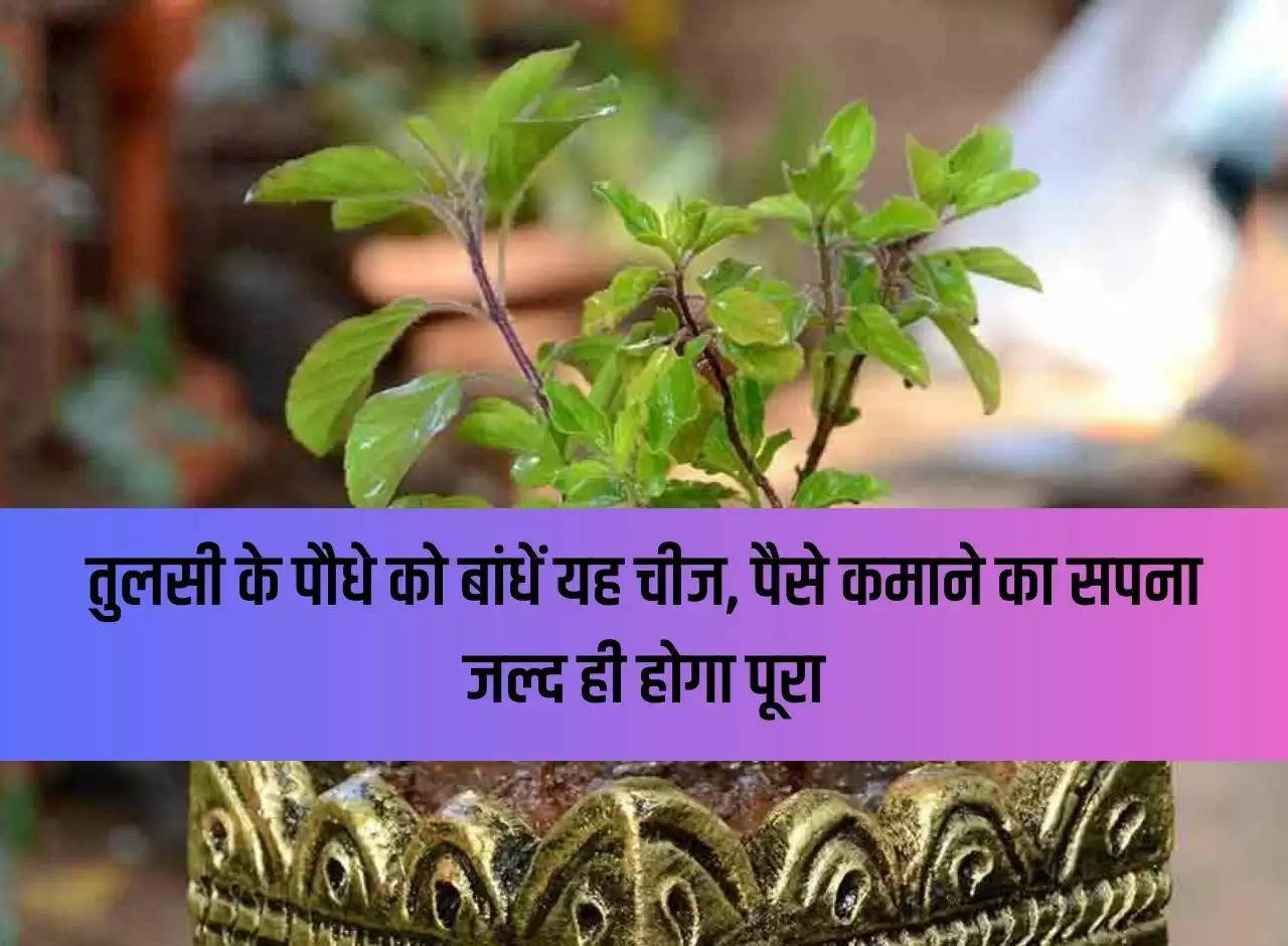 Tie this thing to the Tulsi plant, your dream of earning money will soon be fulfilled.