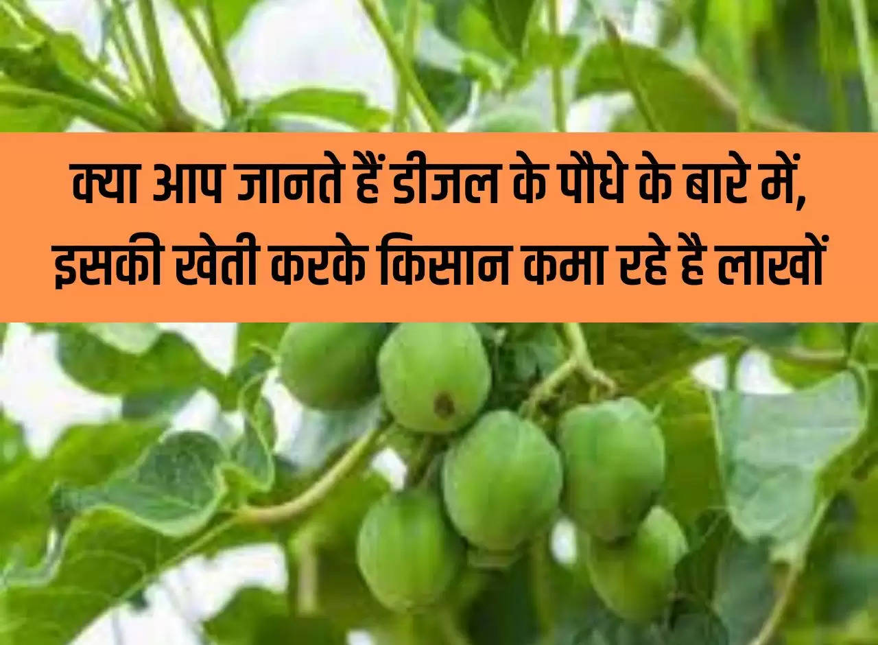 Do you know about diesel plant, farmers are earning lakhs by cultivating it.