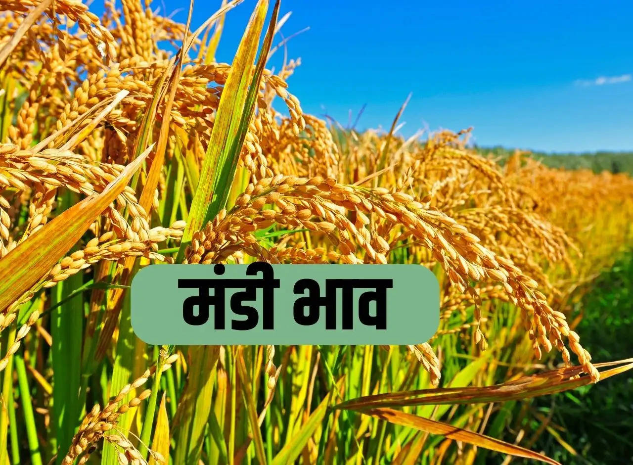 Mandi price 13 January 2024: Crop rates of mandis of Rajasthan and Haryana