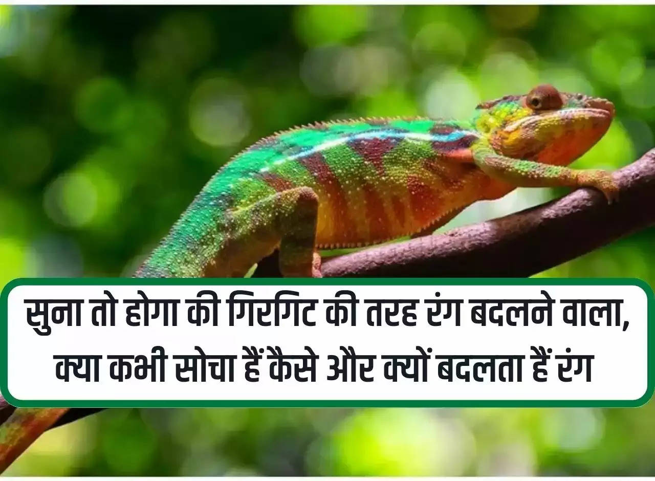 Facts: You must have heard that it changes color like a chameleon, have you ever wondered how and why the color changes?