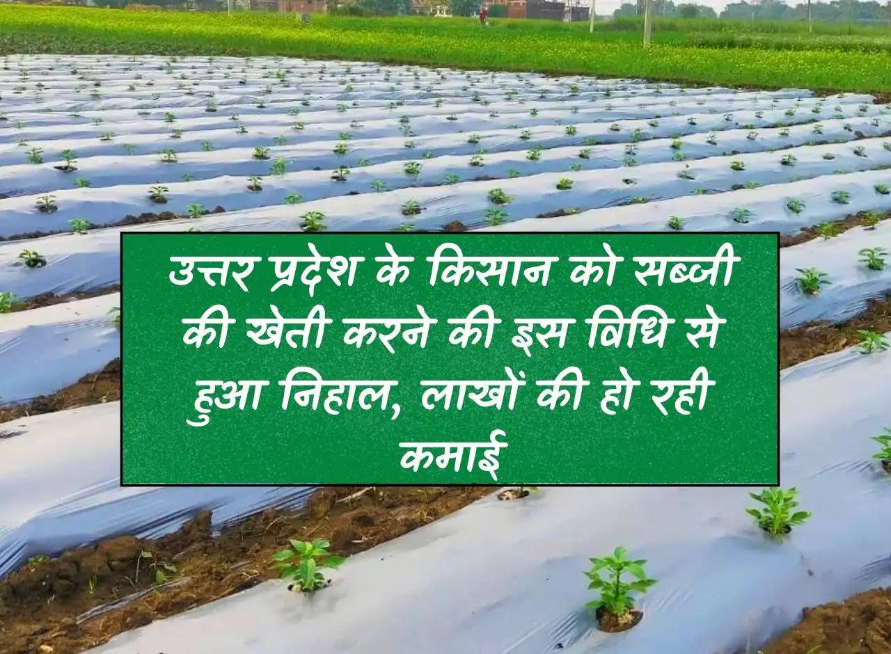 Farmers of Uttar Pradesh are happy with this method of vegetable cultivation, earning lakhs of rupees.