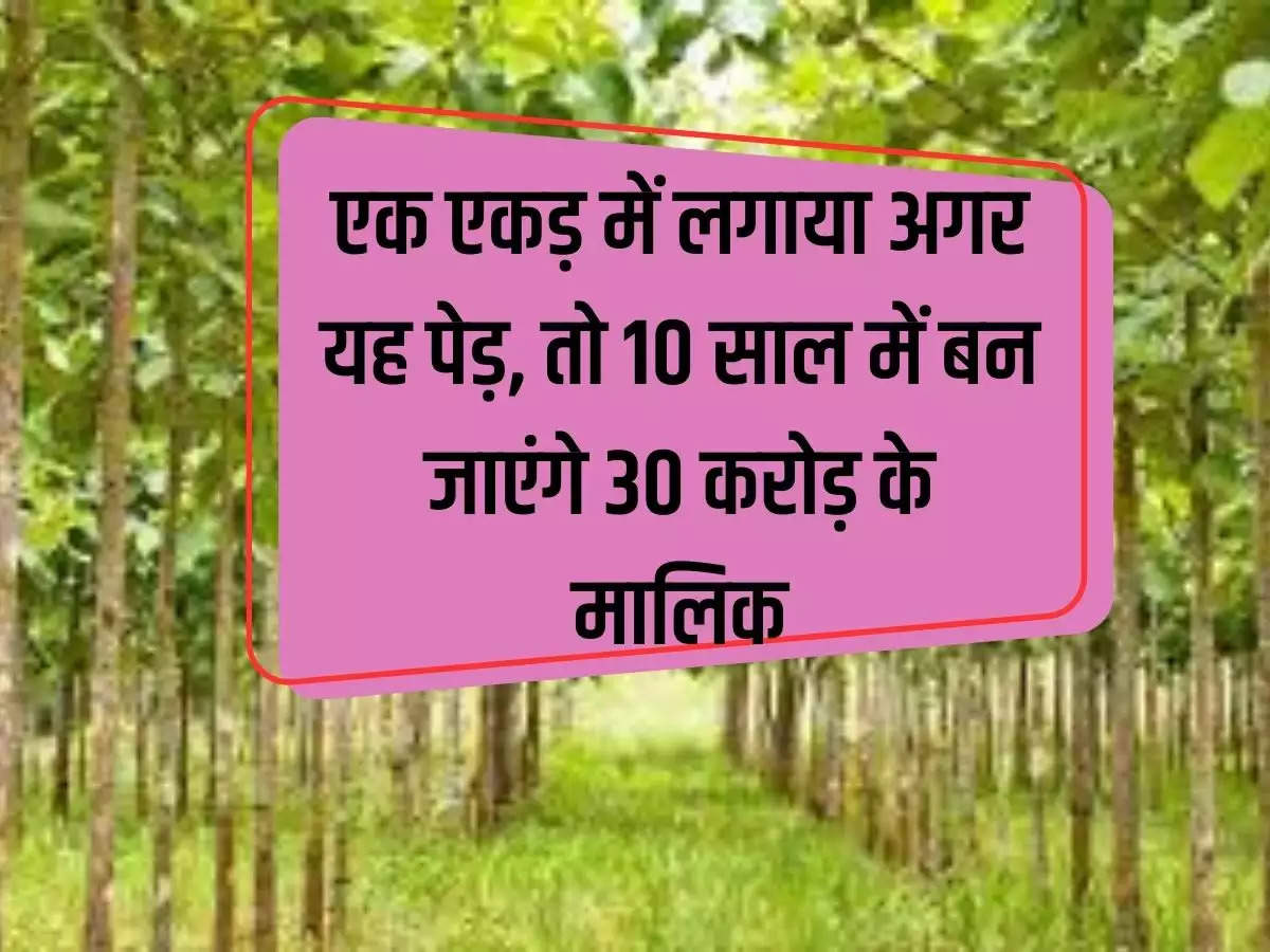 Business Idea: If this tree is planted in one acre, then in 10 years you will become the owner of Rs 30 crores.