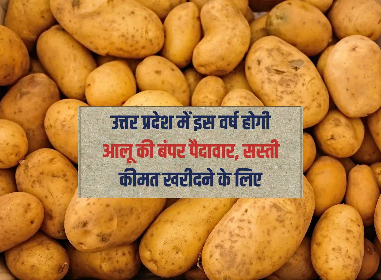 UP News: There will be bumper production of potatoes in Uttar Pradesh this year, to buy at cheaper prices