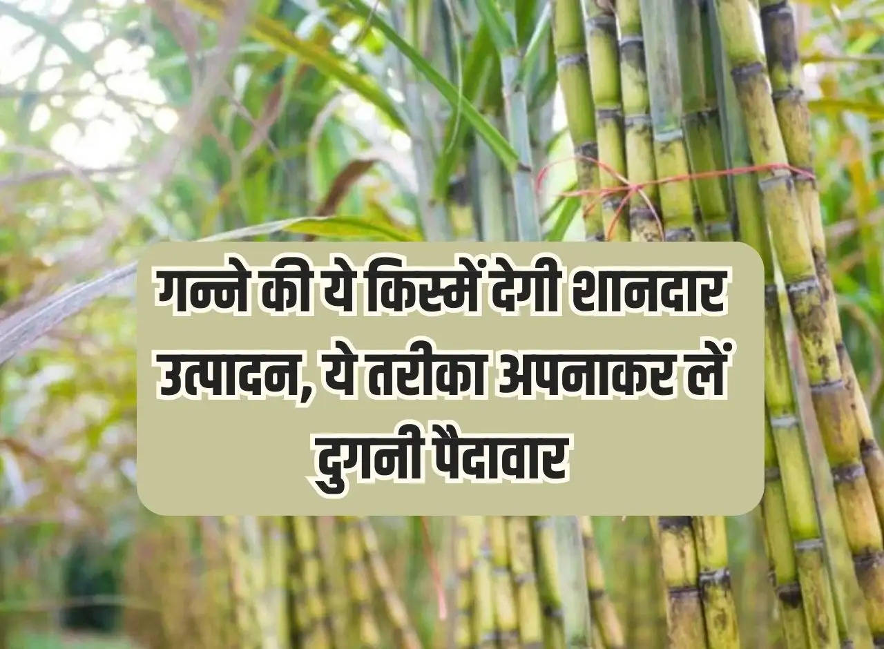 These sugarcane varieties will give excellent production, double the yield by adopting this method