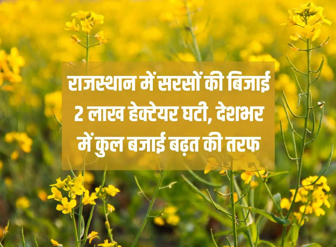 Mustard sowing decreased by 2 lakh hectares in Rajasthan, total sowing across the country is on the rise