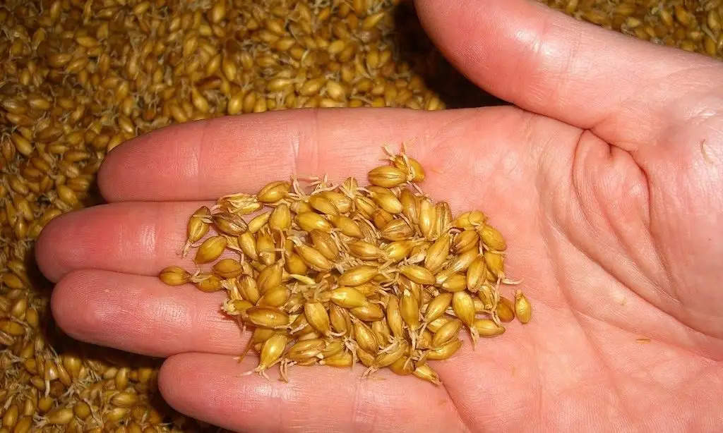 Farmers should sow barley in this month, there will be big benefit in increasing demand