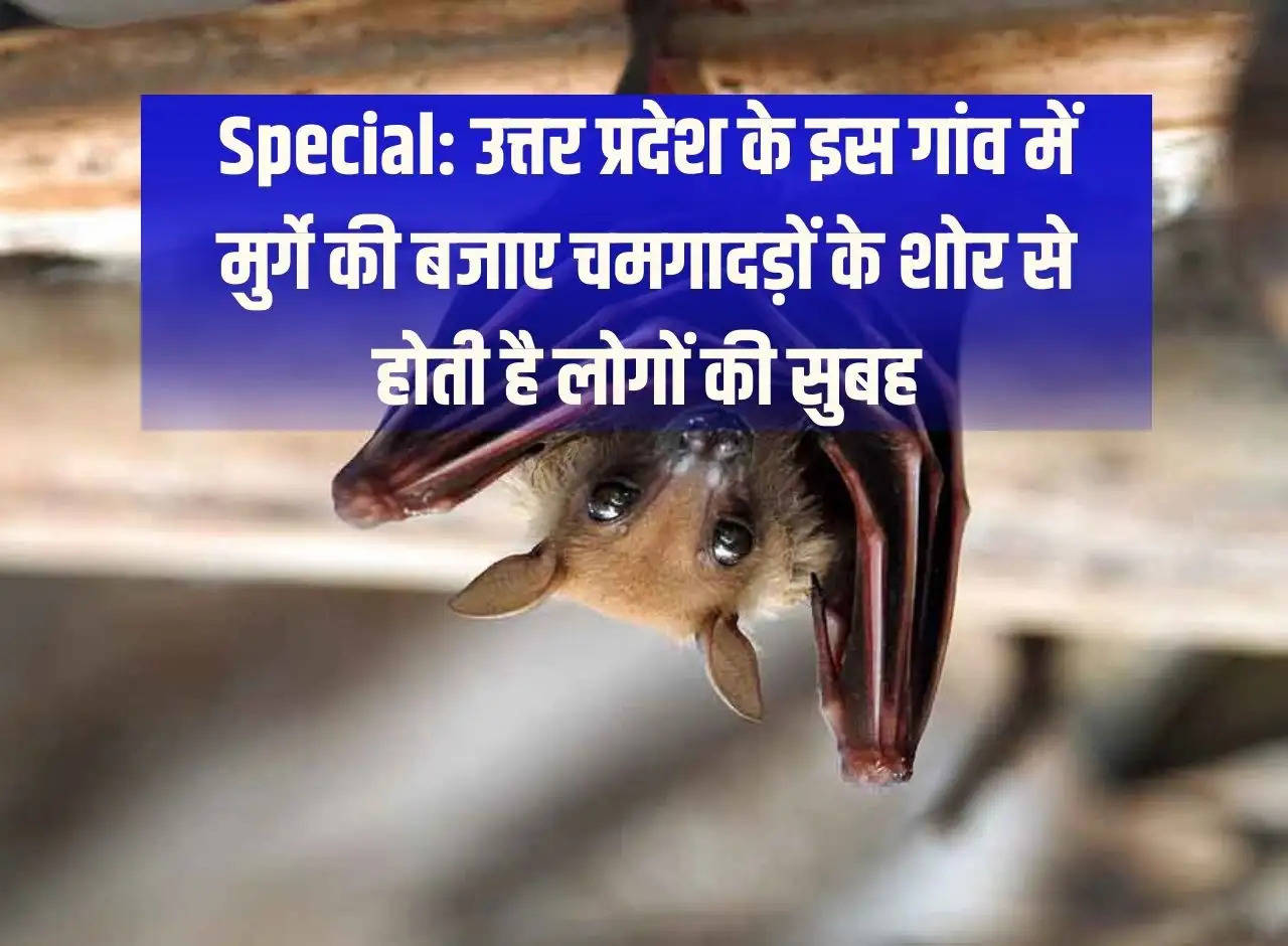 Special: In this village of Uttar Pradesh, people wake up in the morning with the noise of bats instead of cocks.