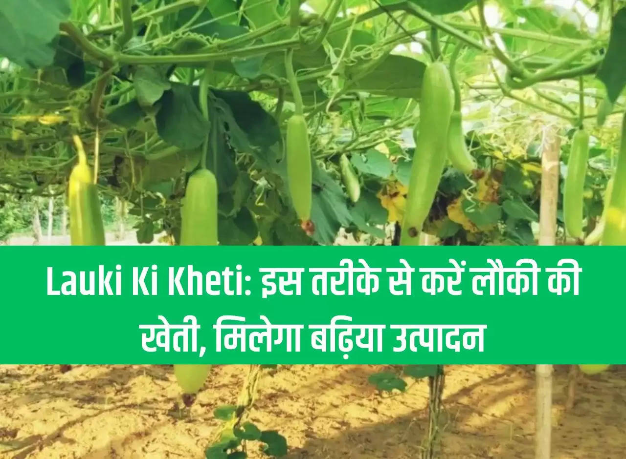 Lauki Ki Kheti: Cultivate bottle gourd in this way, you will get good production.