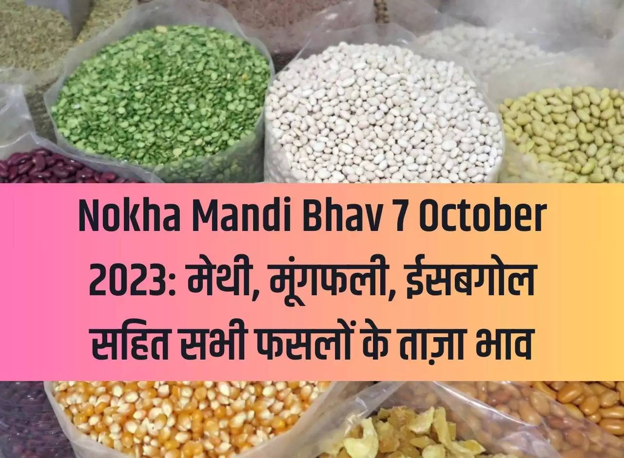 Nokha Mandi Bhav 7 October 2023: Latest prices of all crops including fenugreek, groundnut, isabgol