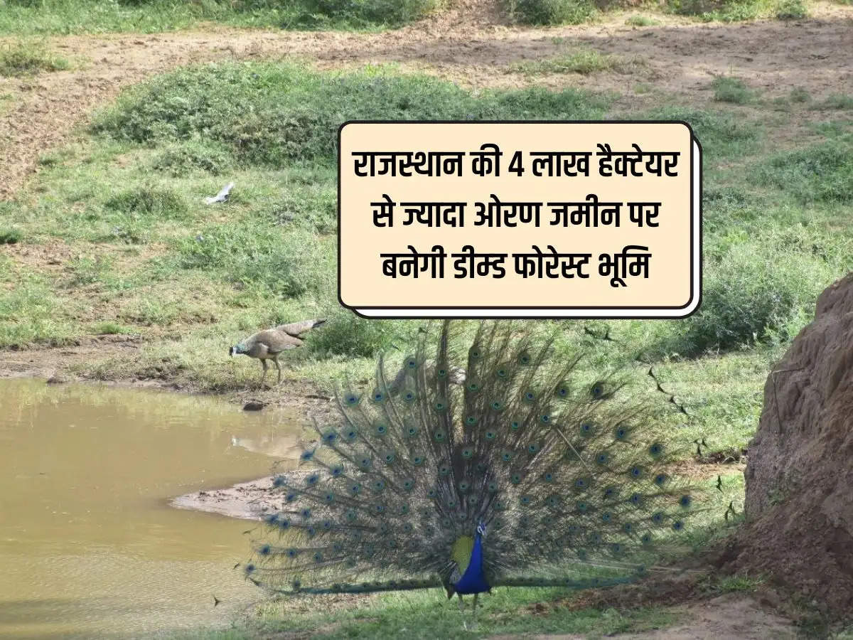 Rajasthan News: राजस्थान की 4 लाख हैक्टेयर से ज्यादा ओरण जमीन पर बनेगी डीम्ड फोरेस्ट भूमि