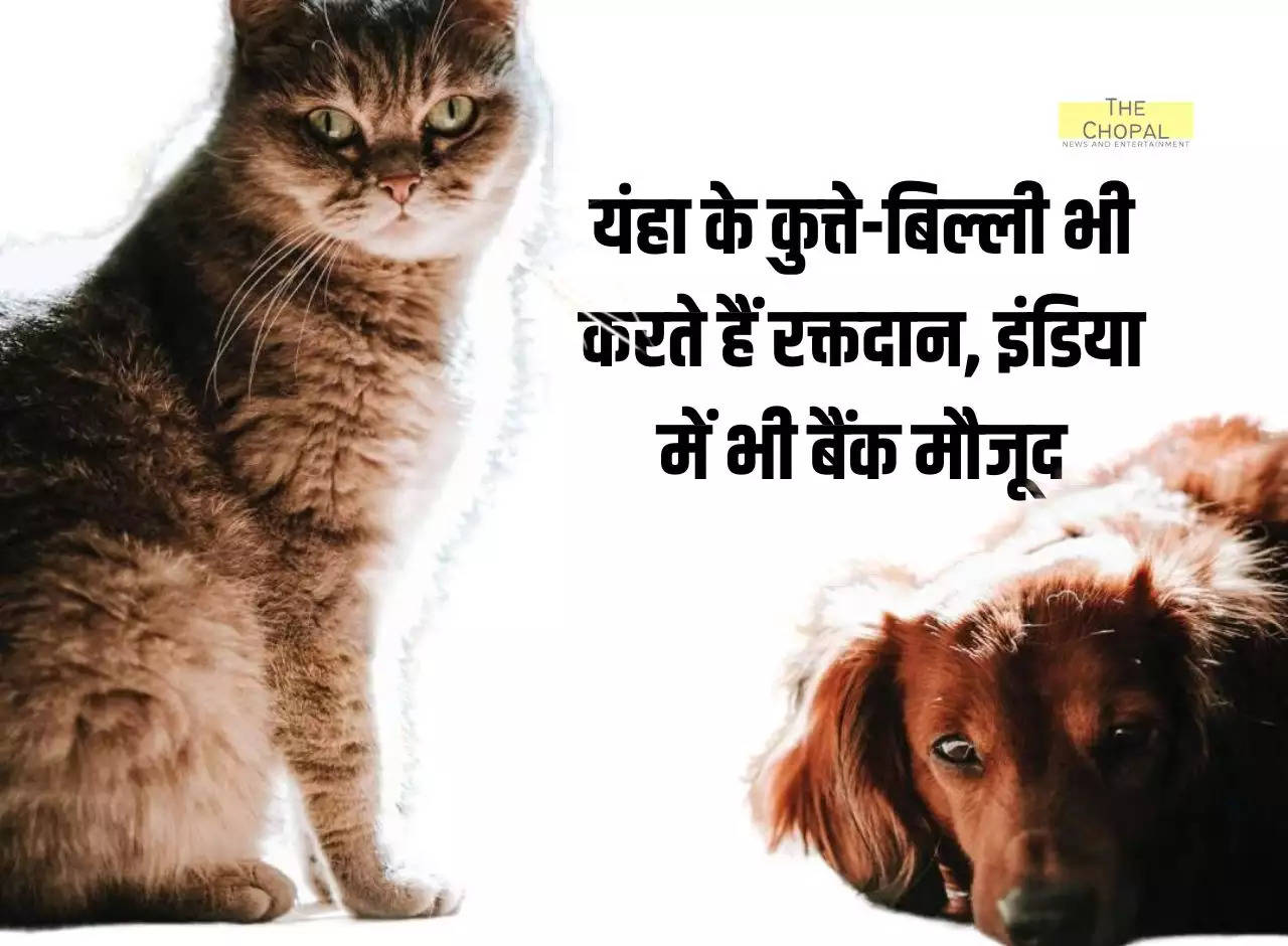 Dogs and cats here also donate blood, banks are present in India too, know where this blood is used