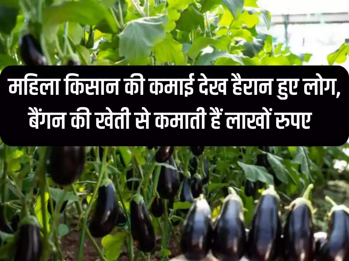 People were surprised to see the earnings of the female farmer, she earns lakhs of rupees from brinjal farming.