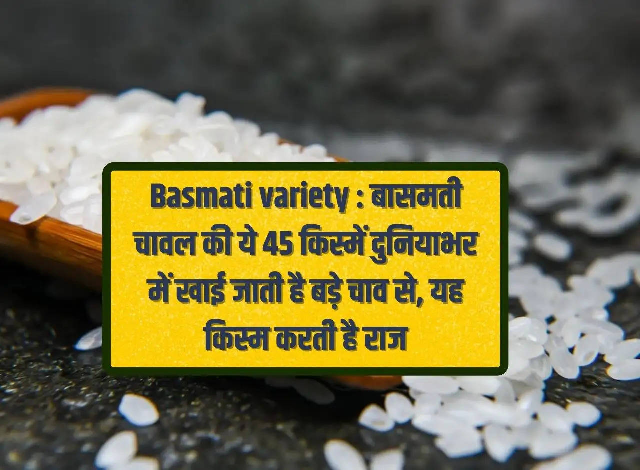 Basmati variety: These 45 varieties of Basmati rice are eaten with great enthusiasm all over the world, this variety rules