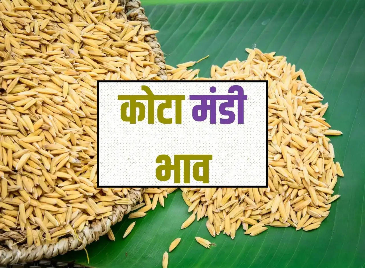 Kota Mandi Price 14 January 2024: Fall in prices of paddy and coriander, see prices of other crops