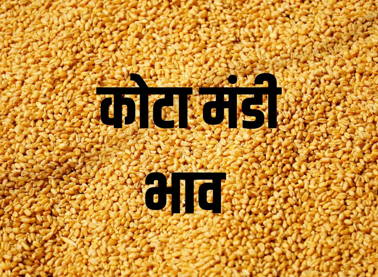 Kota Mandi 13 January 2024: Fall in prices of paddy and wheat, see latest rates