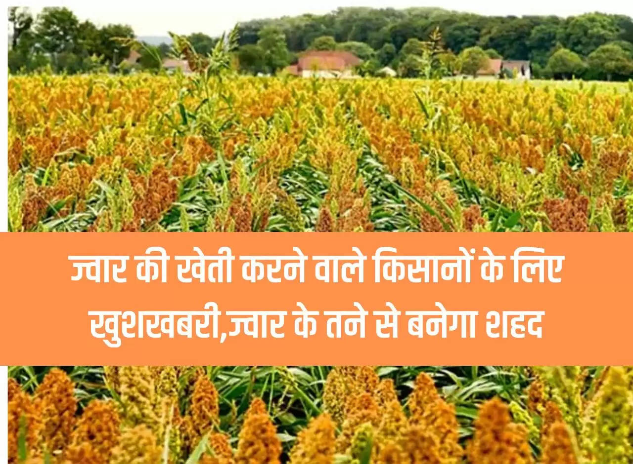 Sorghum cultivation, honey from sorghum stem, honey will be prepared from the stem, benefits of honey