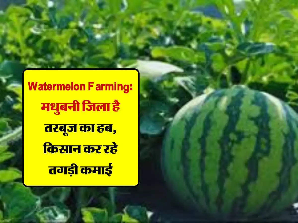 Watermelon Farming: मधुबनी जिला है तरबूज का हब, किसान कर रहे तगड़ी कमाई