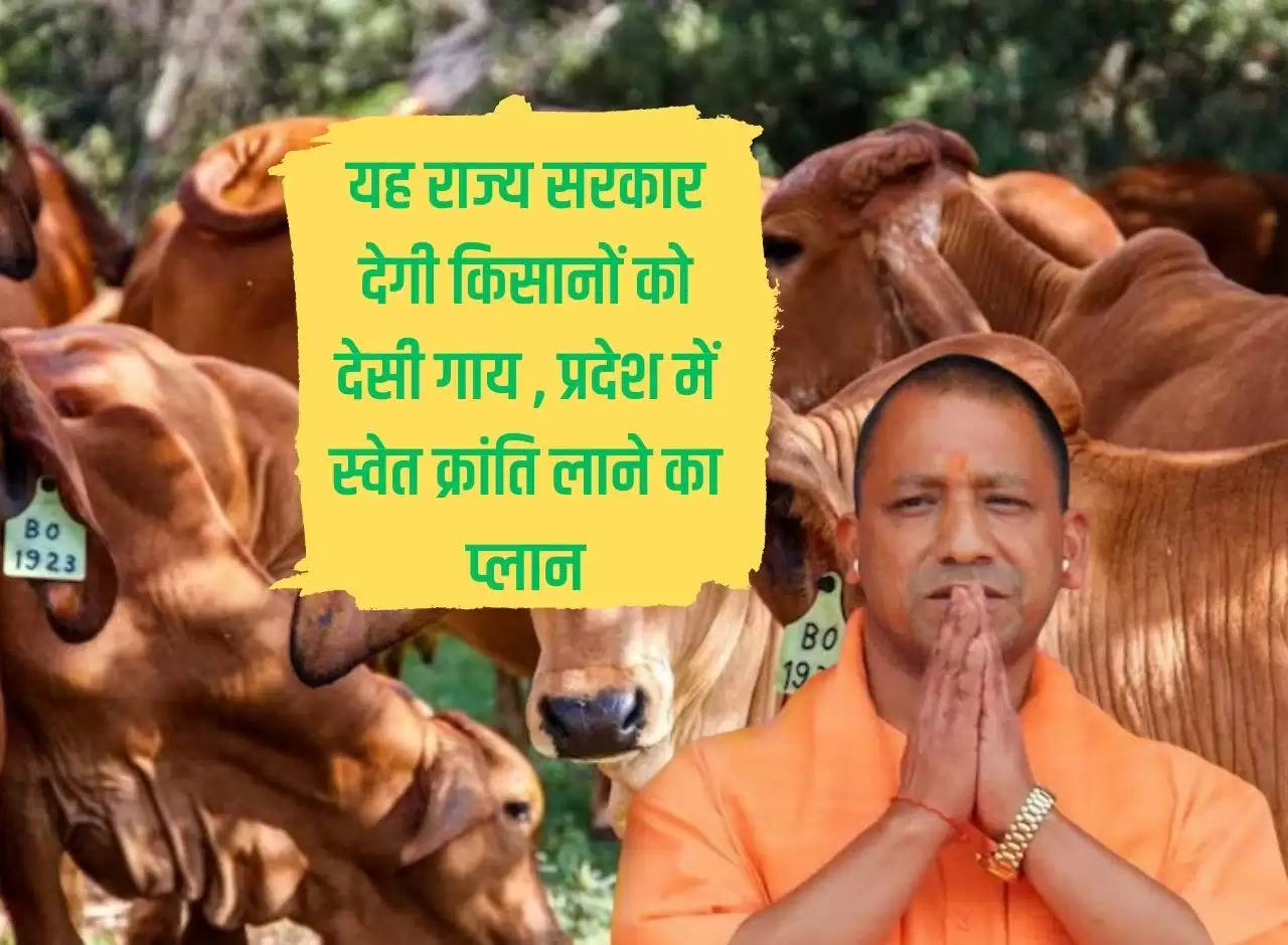 This state government will give desi cows to farmers, plan to bring white revolution in the state