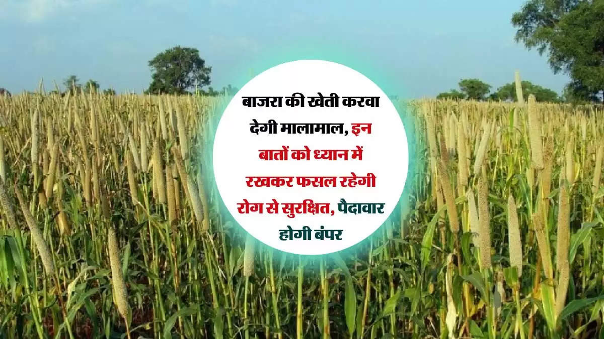 बाजरा की खेती करवा देगी मालामाल, इन बातों को ध्यान में रखकर फसल रहेगी रोग से सुरक्षित, पैदावार होगी बंपर