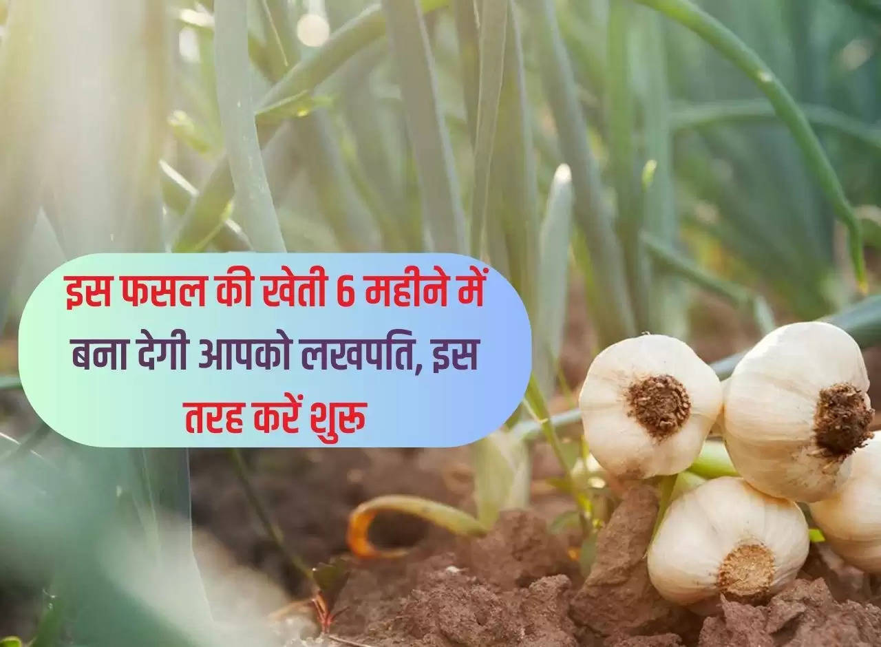 Cultivation of this crop will make you a millionaire in 6 months, start this way