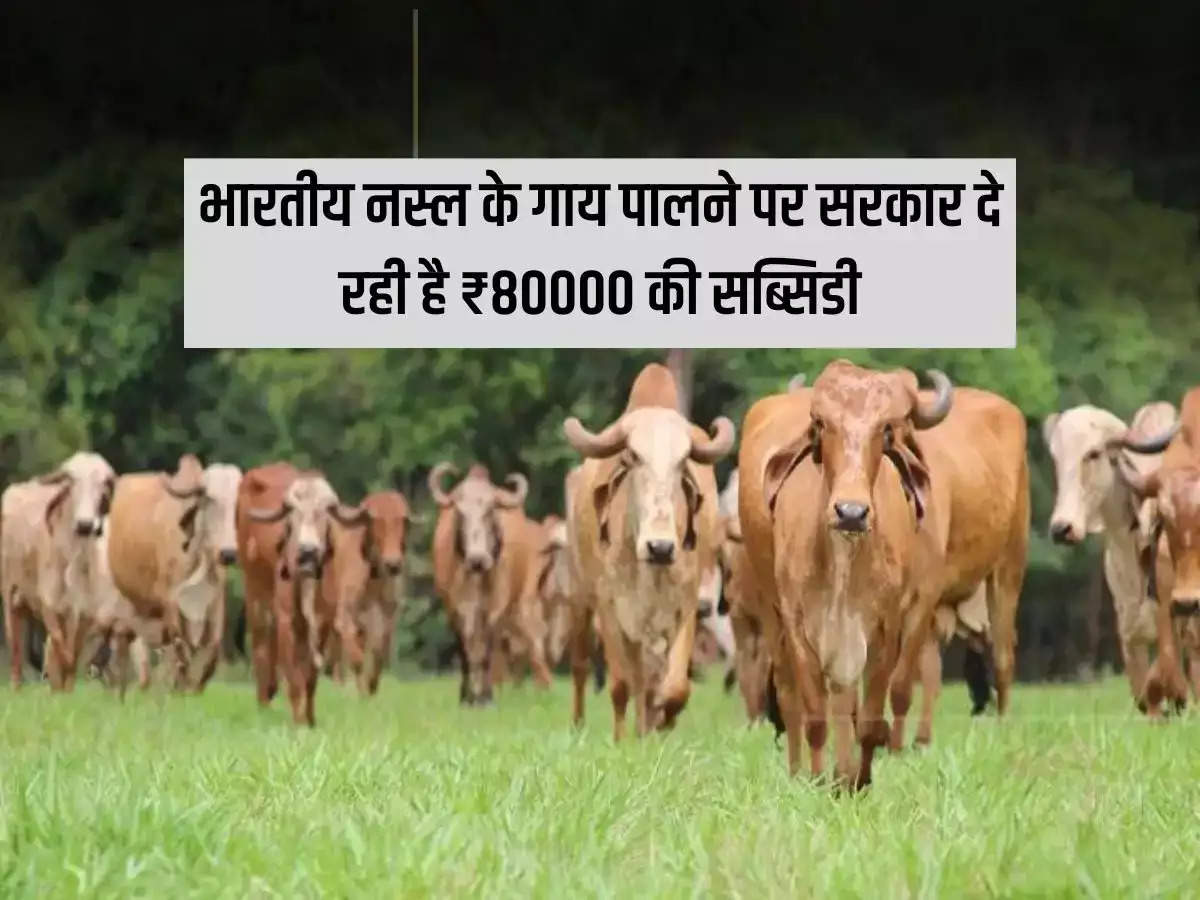 Government is giving subsidy of ₹ 80000 on rearing Indian breed cows.