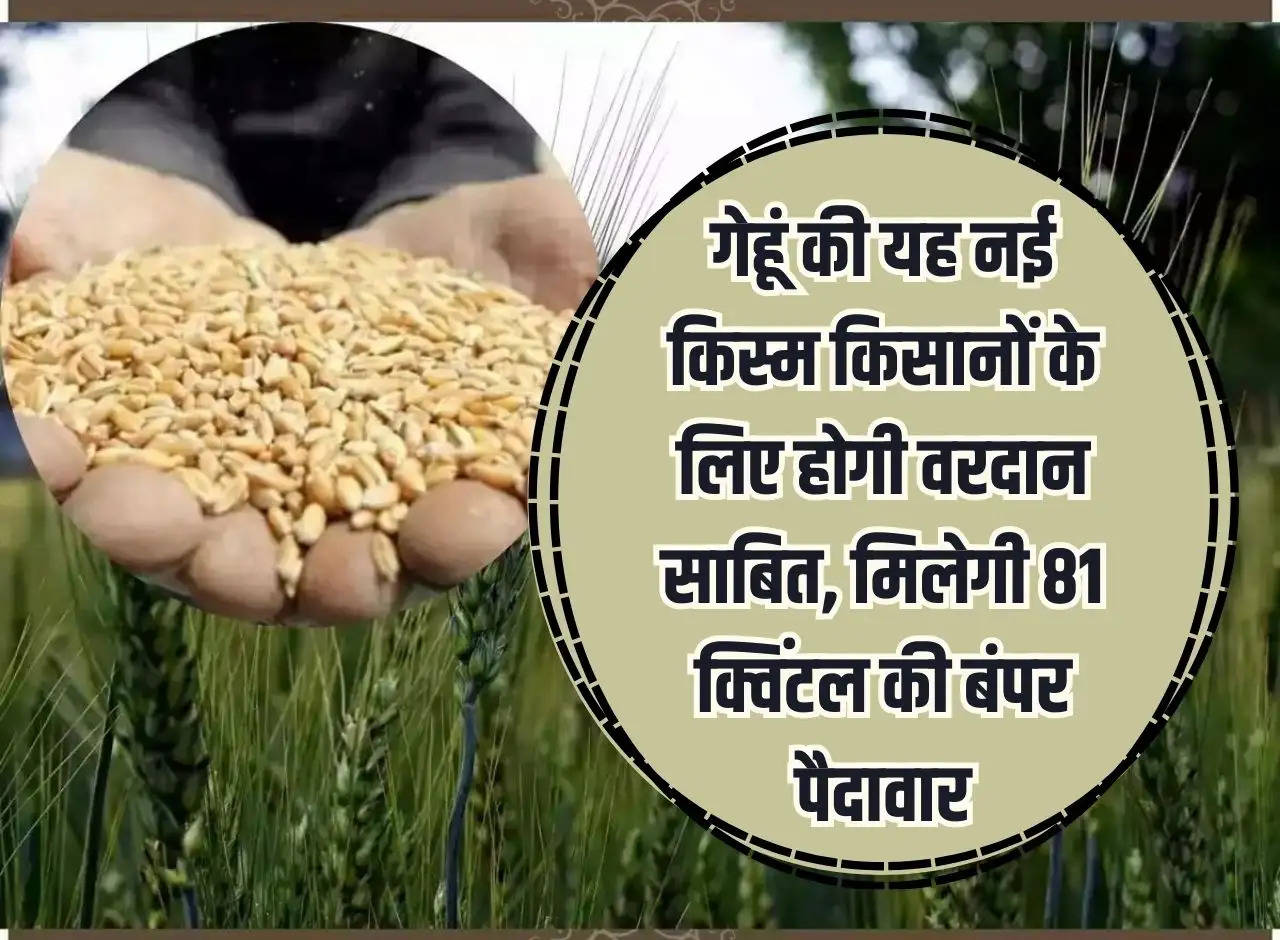 This new variety of wheat will prove to be a boon for farmers, they will get a bumper yield of 81 quintals.