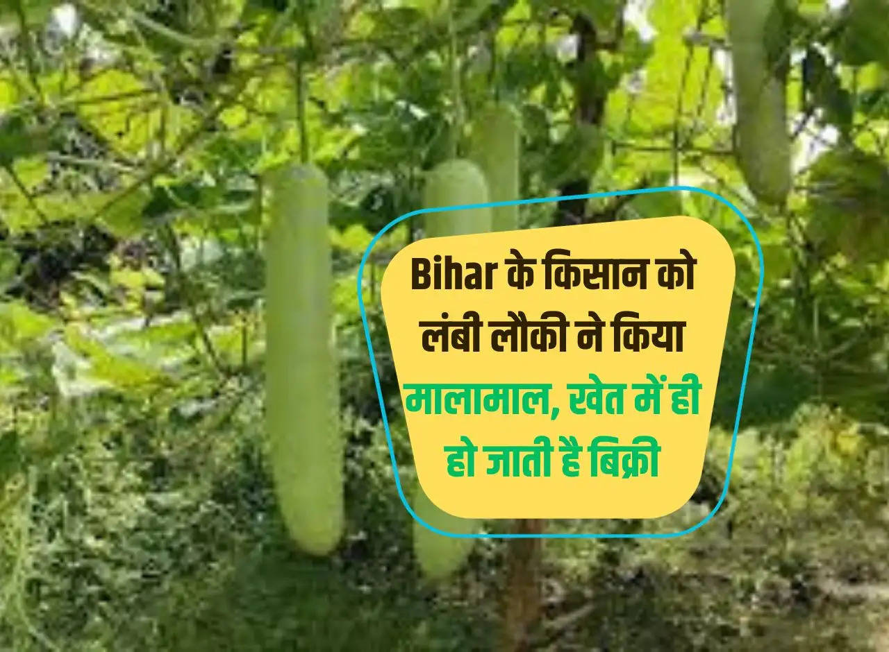 Long gourd made Bihar farmer rich, it is sold in the field itself