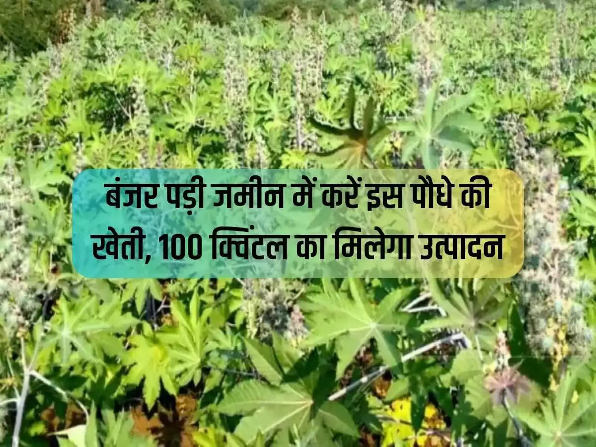 Cultivate this plant in barren land, you will get production of 100 quintals.