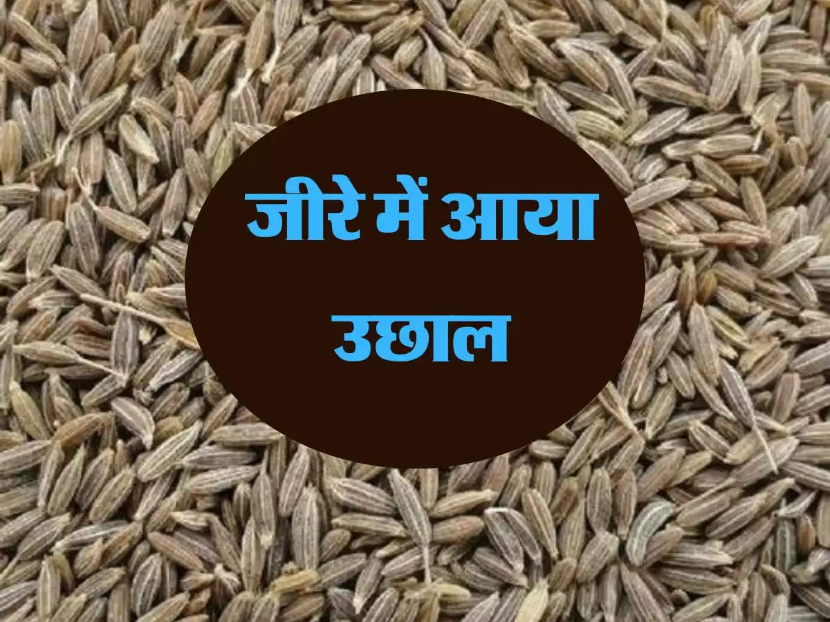 Price Of Cumin : सट्टे के चलते जीरे में तेजी, हल्दी में गिरावट