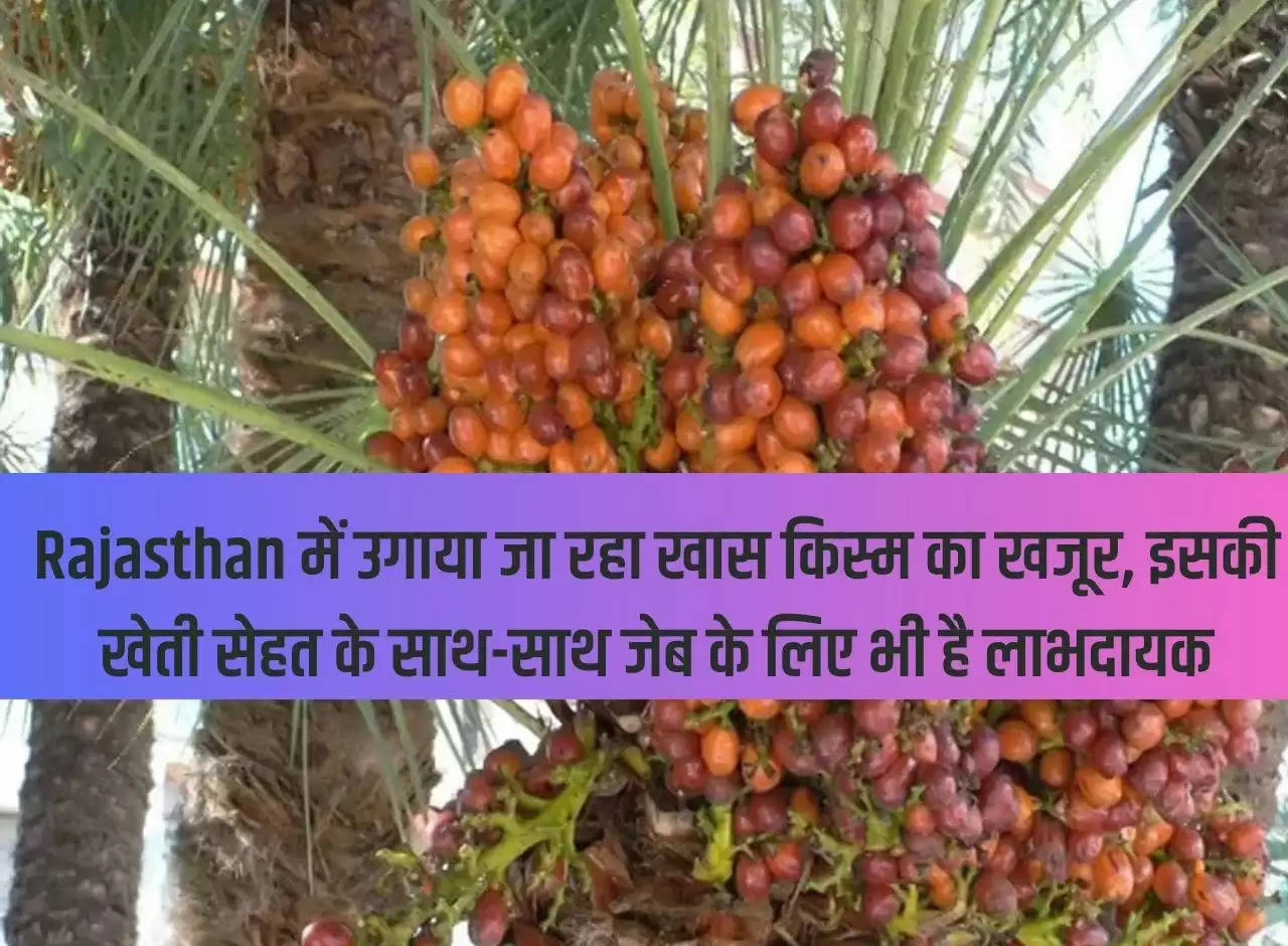 A special variety of dates is being grown in Rajasthan, its cultivation is beneficial not only for health but also for the pocket.