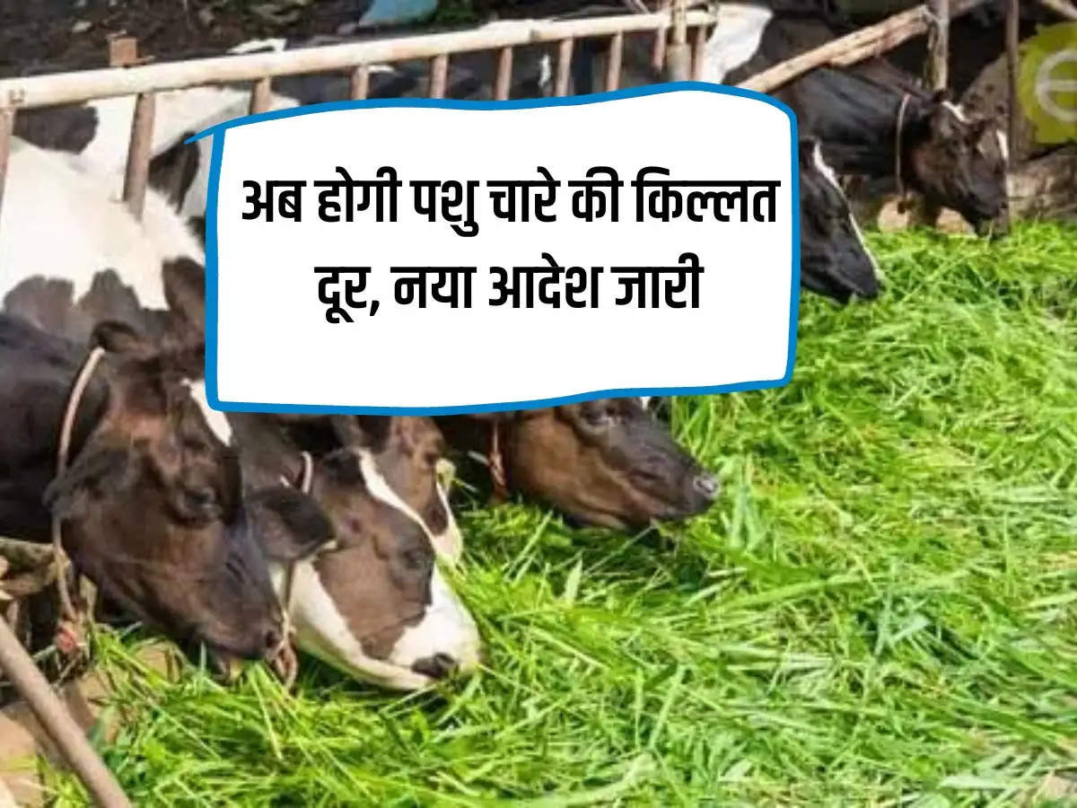 Now the shortage of animal fodder will go away, new order issued