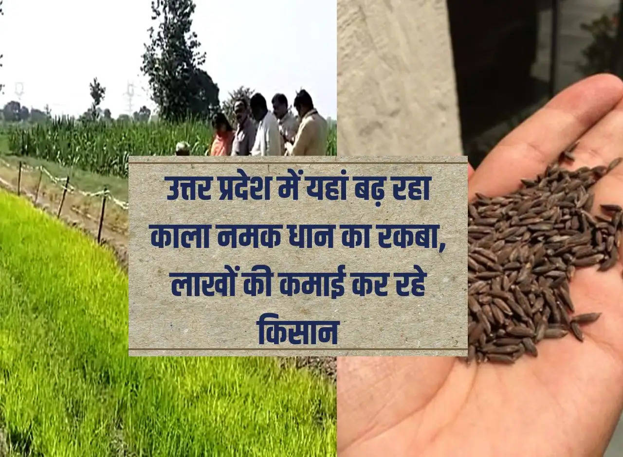 The area under black salt paddy is increasing in Uttar Pradesh, farmers are earning lakhs.