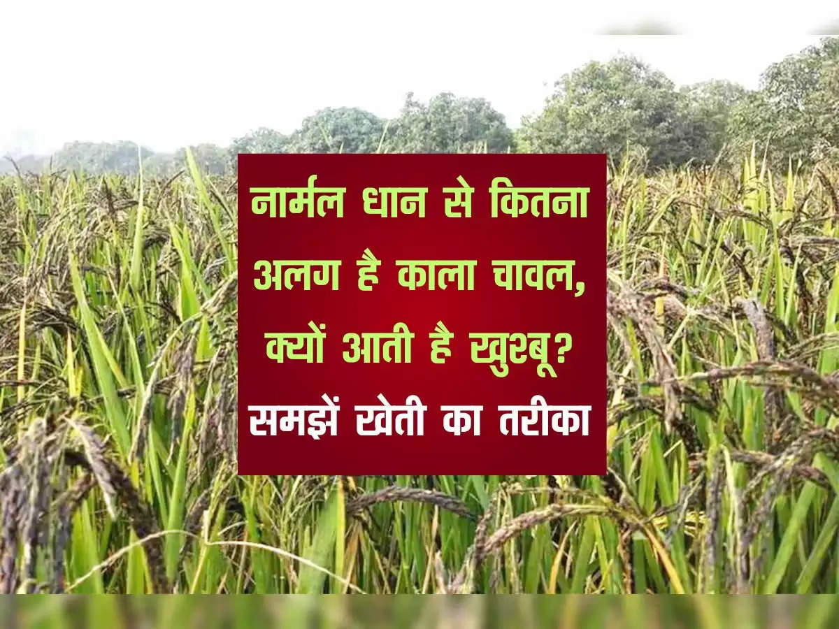 नार्मल धान से कितना अलग है काला चावल, क्यों आती है खुश्बू? समझें खेती का तरीका