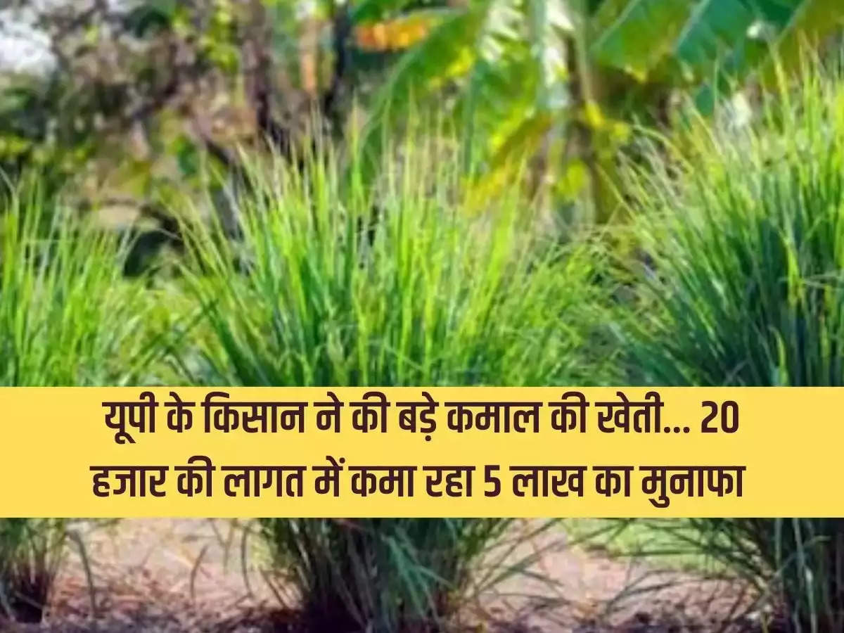 UP farmer did amazing farming...earning a profit of Rs 5 lakh at a cost of Rs 20 thousand