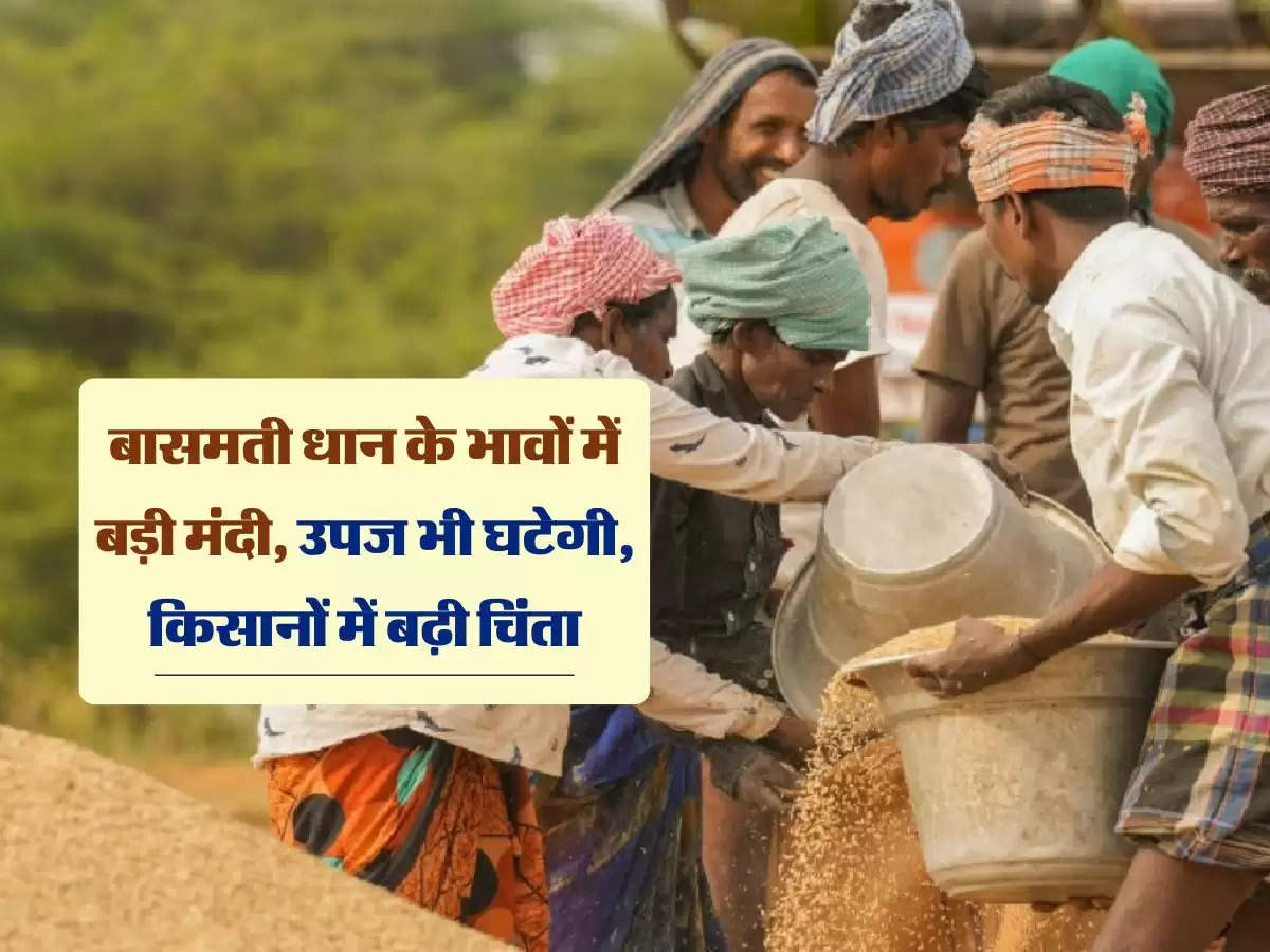 Paddy Rate : बासमती धान के भावों में बड़ी मंदी, उपज भी घटेगी, किसानों में बढ़ी चिंता