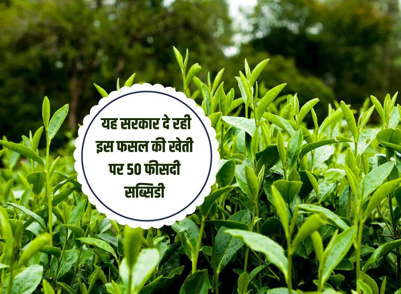 Sarkari Yojana: This government is giving 50 percent subsidy on the cultivation of this crop.