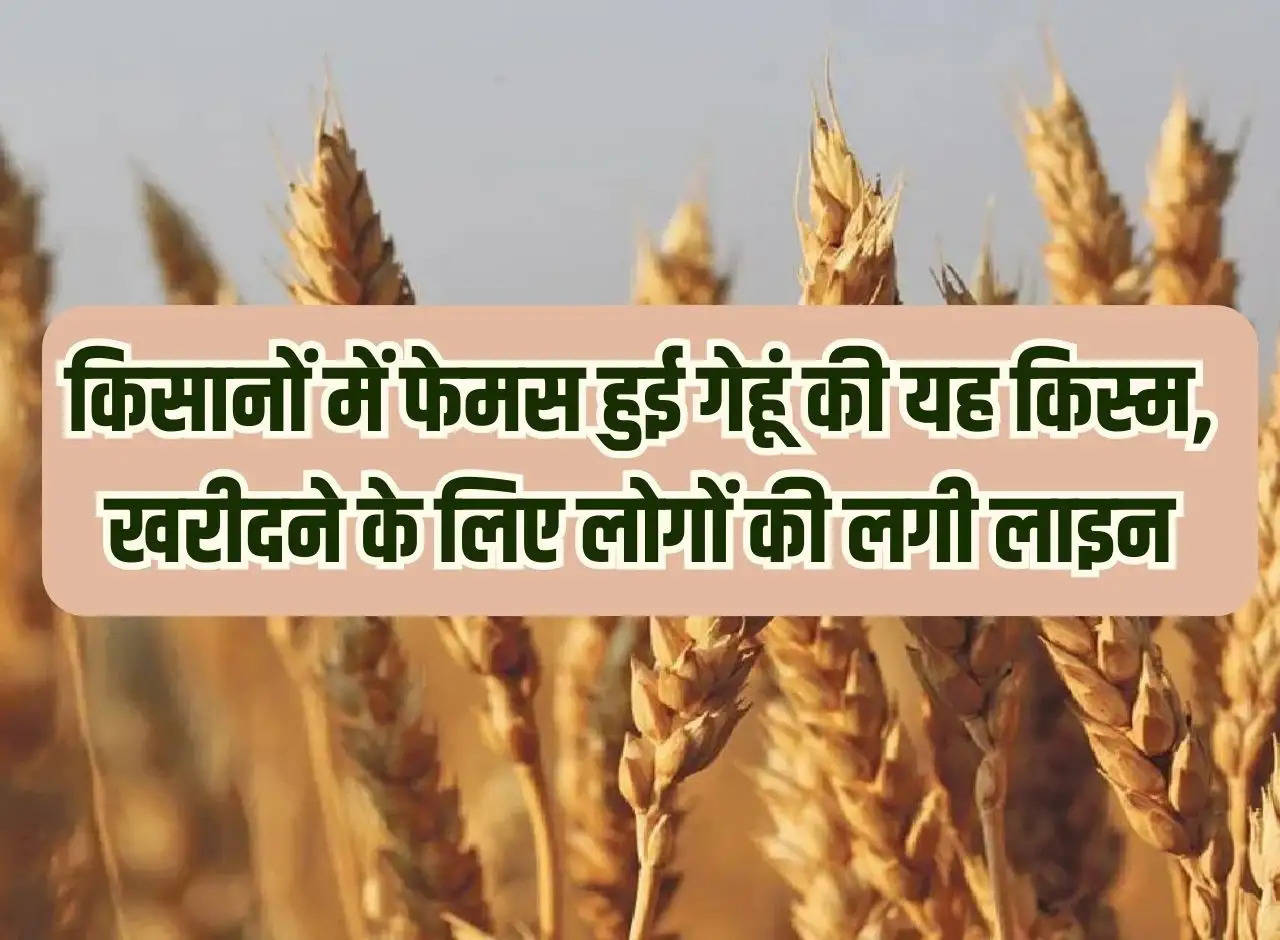 This variety of wheat became famous among farmers, people lined up to buy it