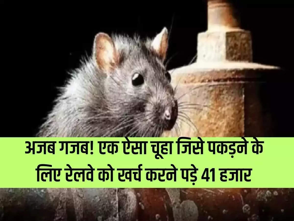 Amazing amazing! A rat that Railways had to spend Rs 41 thousand to catch