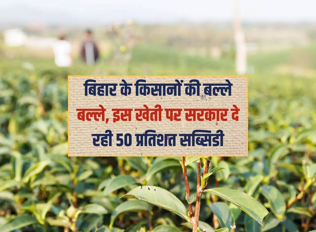 The farmers of Bihar are struggling, the government is giving 50 percent subsidy on this farming.