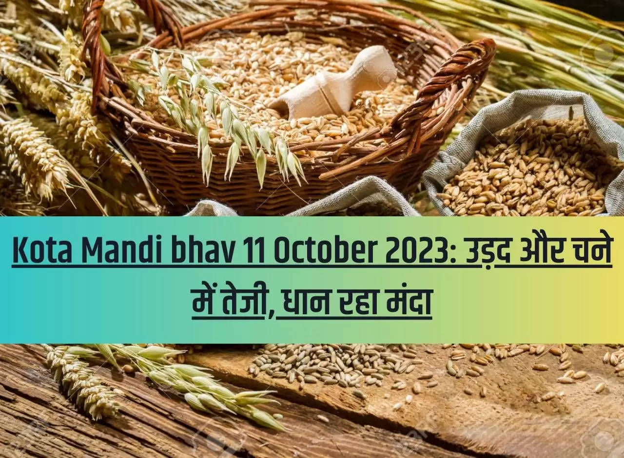 Kota Mandi bhav 11 October 2023: Urad and gram are on the rise, paddy is slow