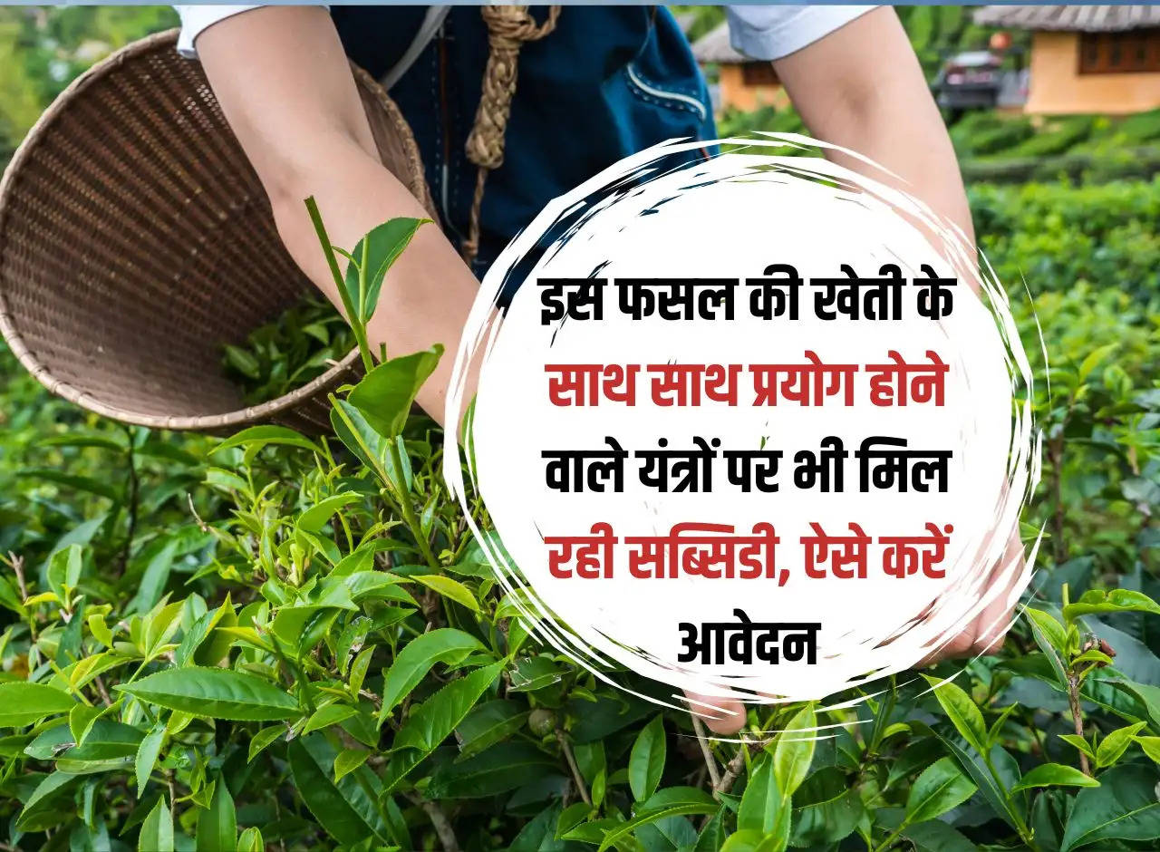 Subsidy is also available on the equipment used for the cultivation of this crop, apply this way.