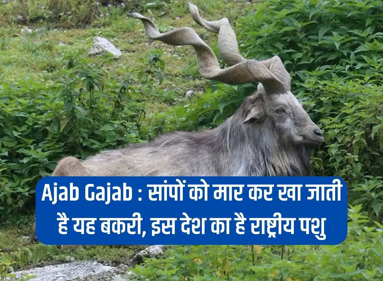 Ajab Gajab: This goat kills and eats snakes, it is the national animal of this country.