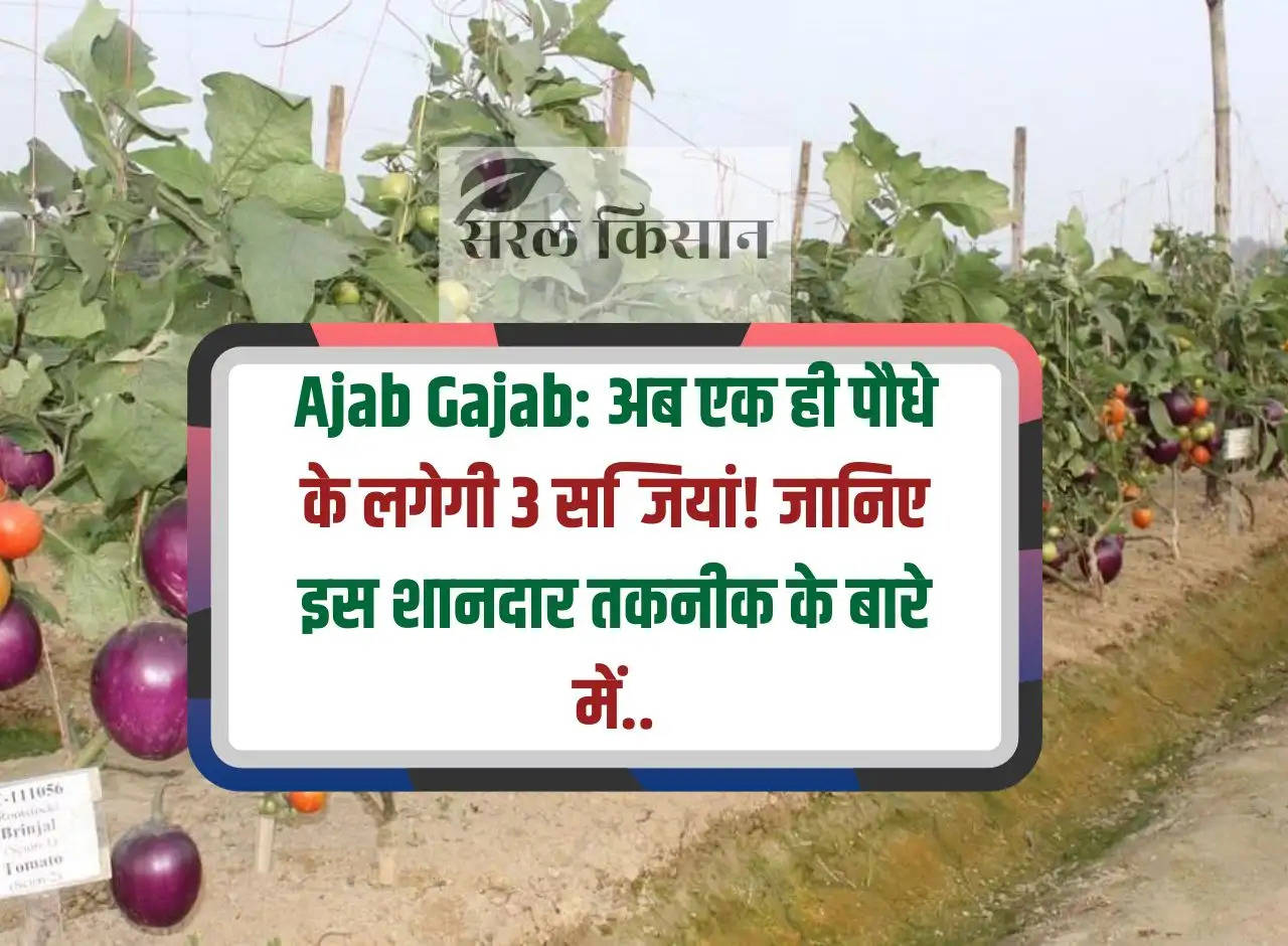 Ajab Gajab: Now 3 vegetables will grow from one plant! Know about this amazing technology..