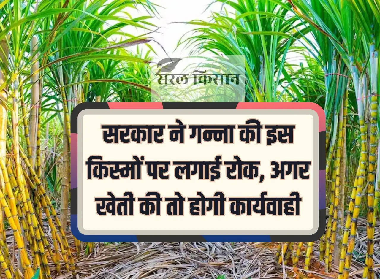 Government has banned these varieties of sugarcane, action will be taken if cultivated