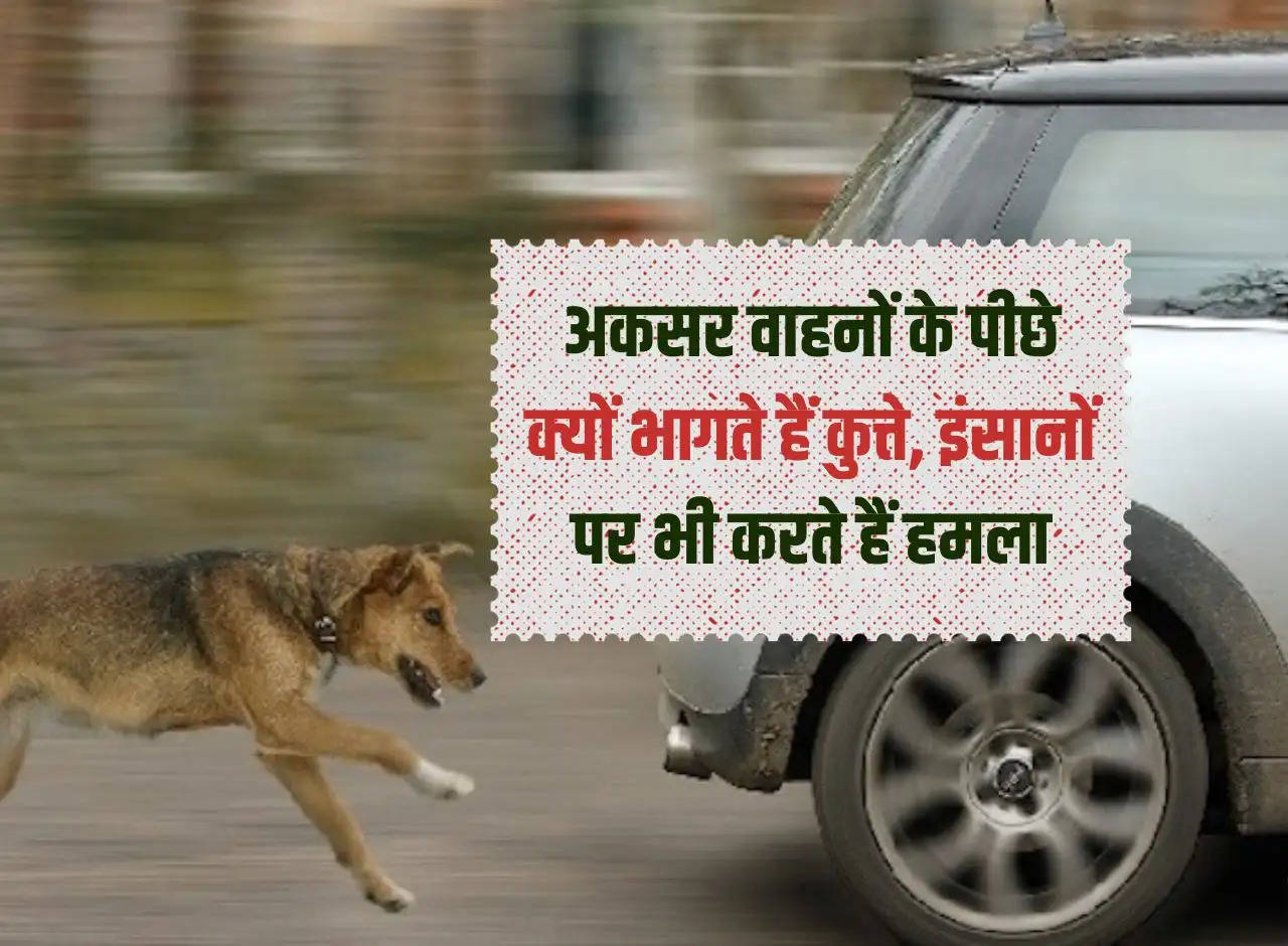 Why do dogs often run behind vehicles, they also attack humans?