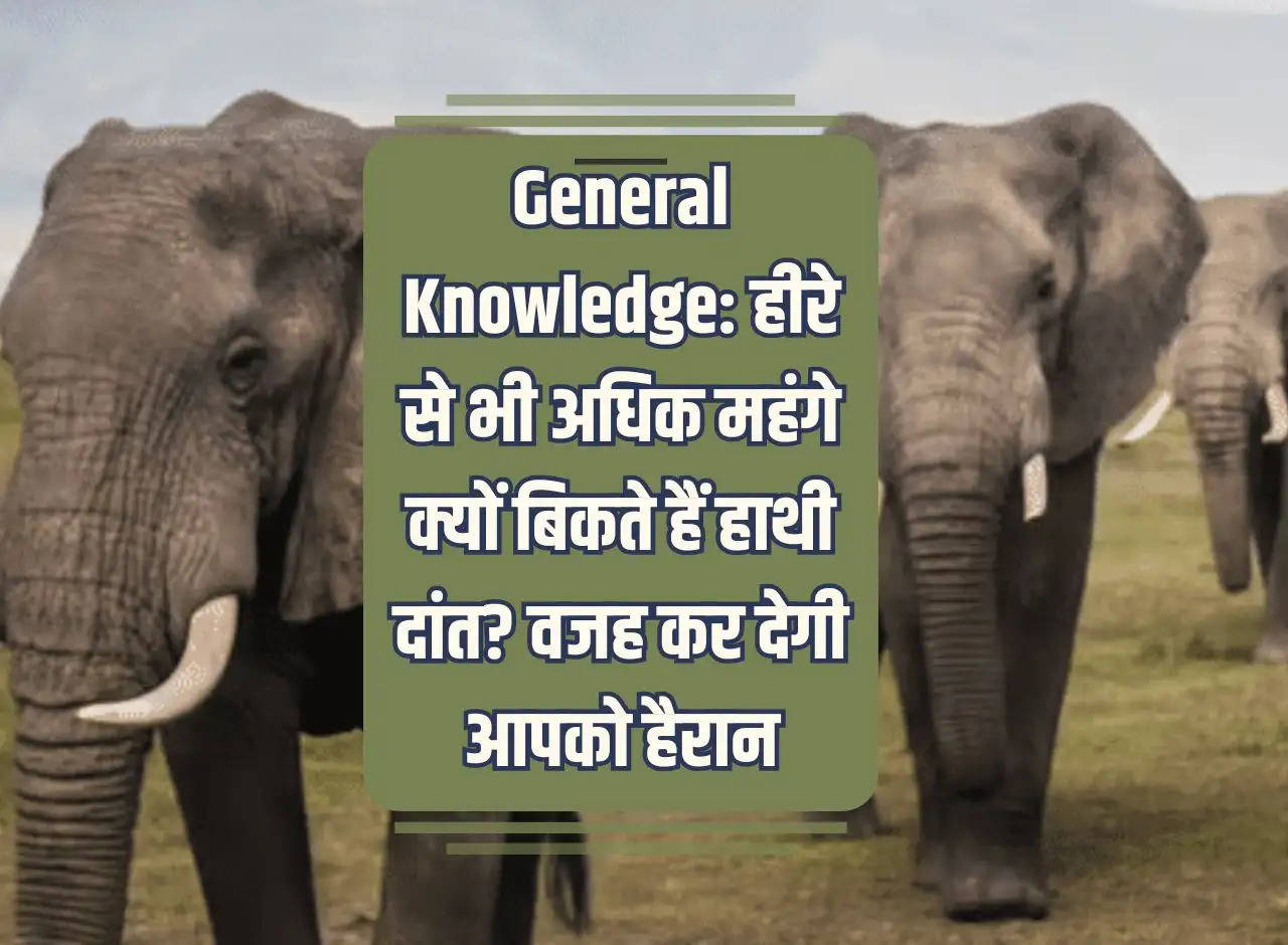 General Knowledge: Why is ivory sold more expensive than diamonds? The reason will surprise you