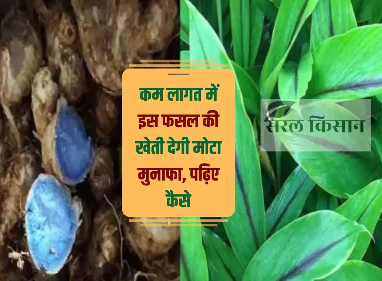 Cultivation of this crop at low cost will give huge profits, read how