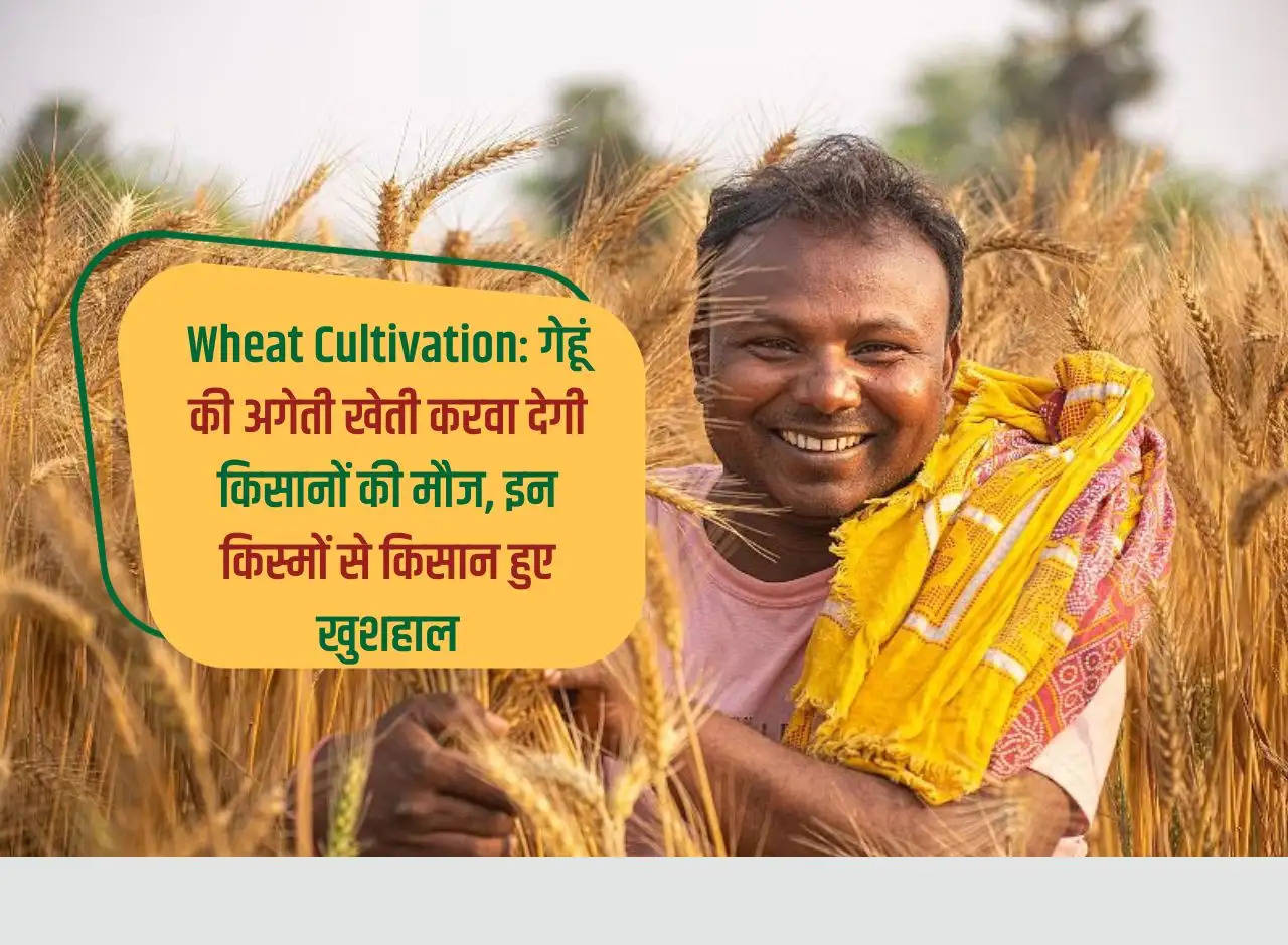 Wheat Cultivation: Early cultivation of wheat will make farmers happy, farmers become happy with these varieties