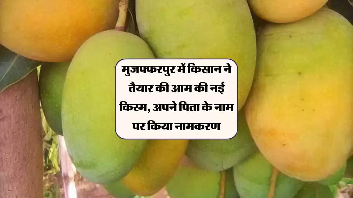 मुजफ्फरपुर में किसान ने तैयार की आम की नई किस्म, अपने पिता के नाम पर किया नामकरण